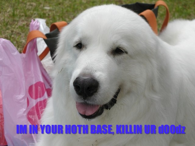 dogpic1.jpeg