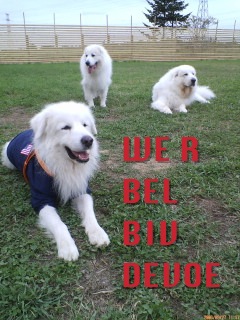 dogpic2.jpg