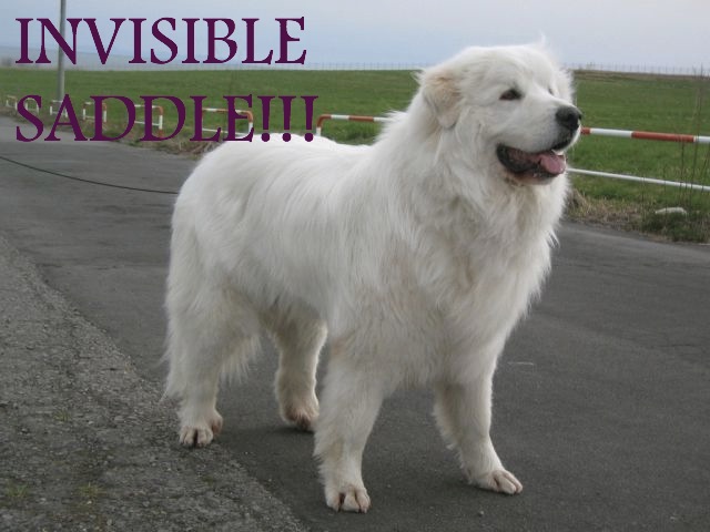 dogpic3.jpeg